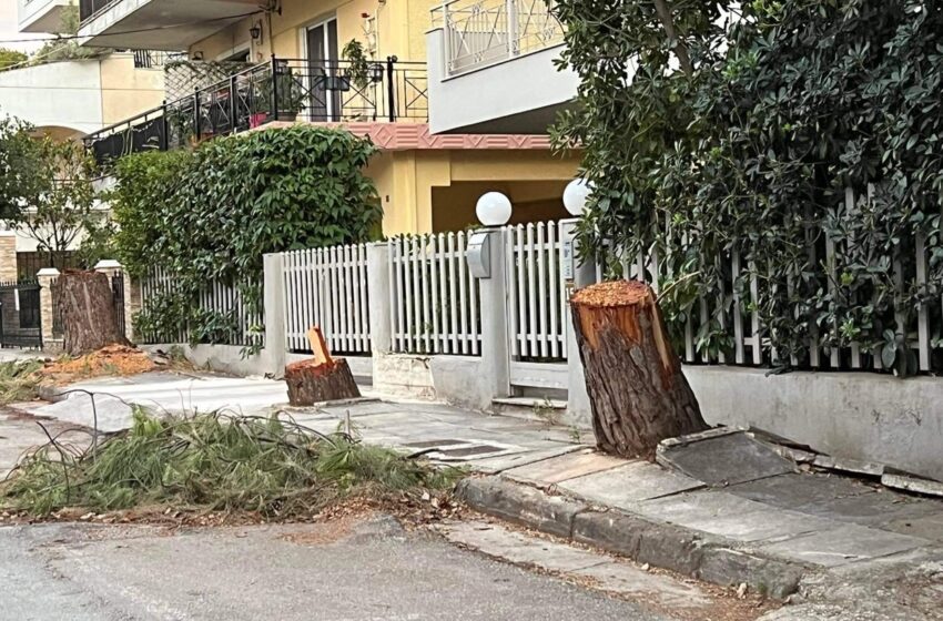  Γ.Θεοδωρακόπουλος: Νέα παράνομη κοπή τριών πεύκων – Υπόλογη η διοίκηση του Δήμου