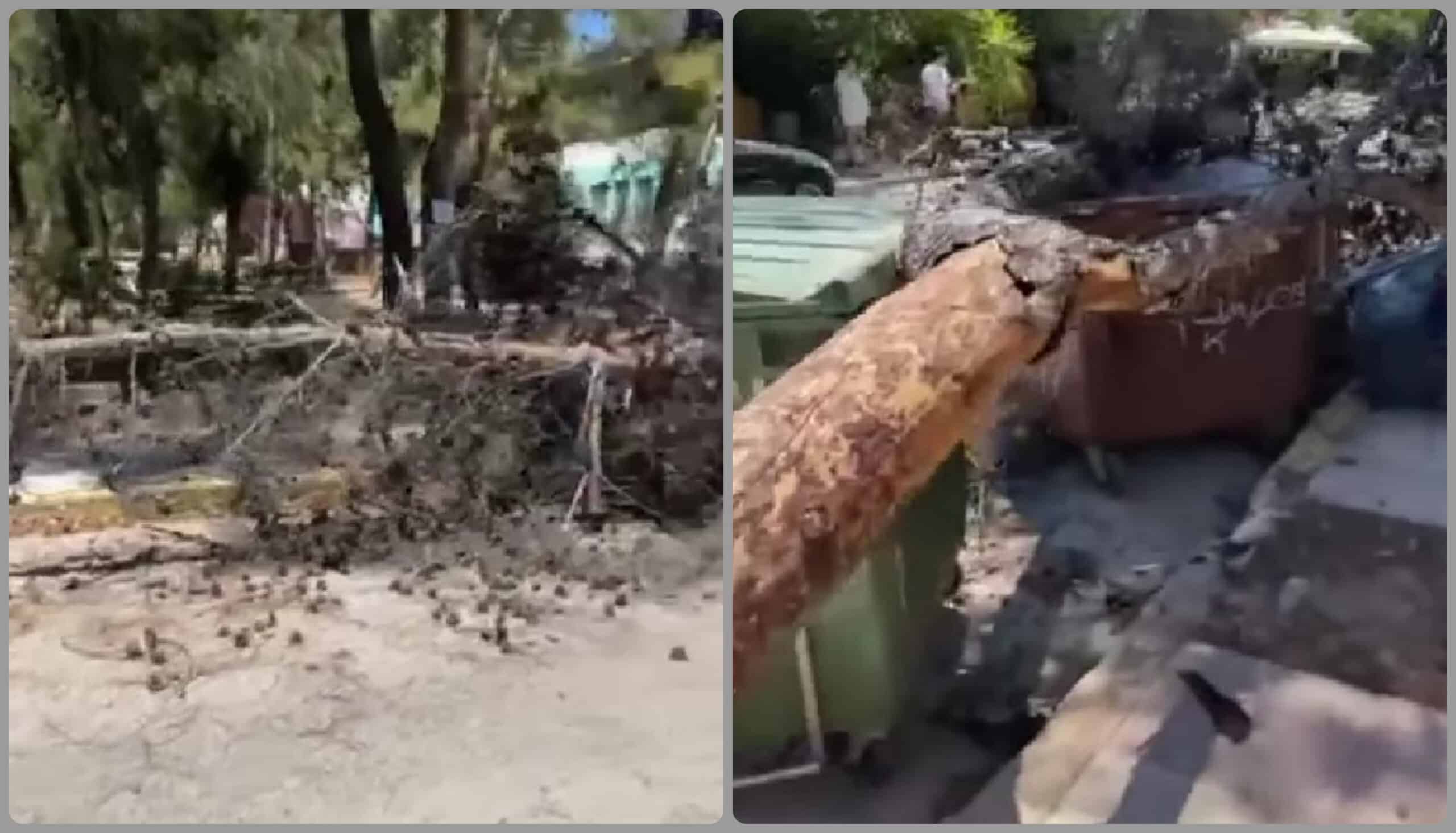 Δέντρο ξεριζώθηκε και κατέρρευσε στη Νέα Ιωνία (φώτο)