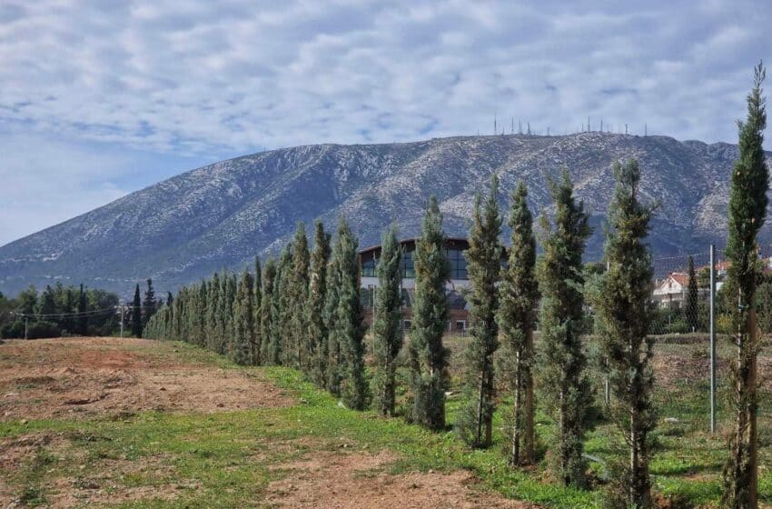  240 νέα δέντρα στην Παλλήνη