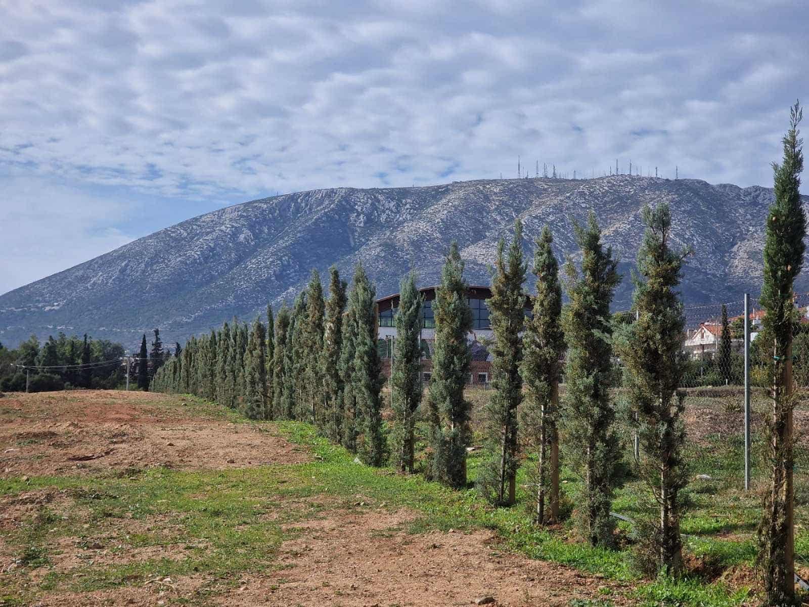 ΔΕΝΤΡΑ ΠΑΑΛΛΗΝΗ