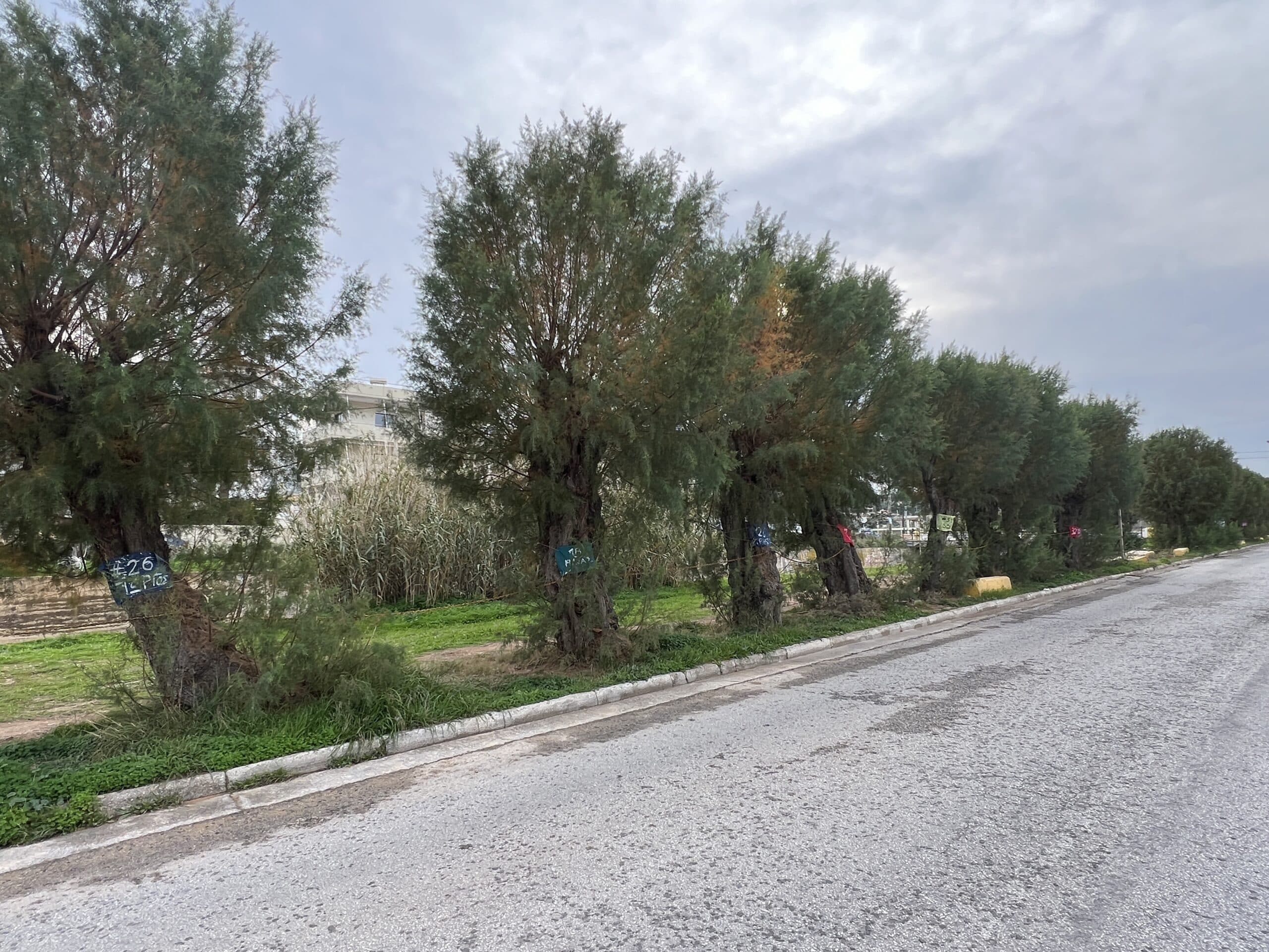 Αυτά προορίζονται για κόψιμο!