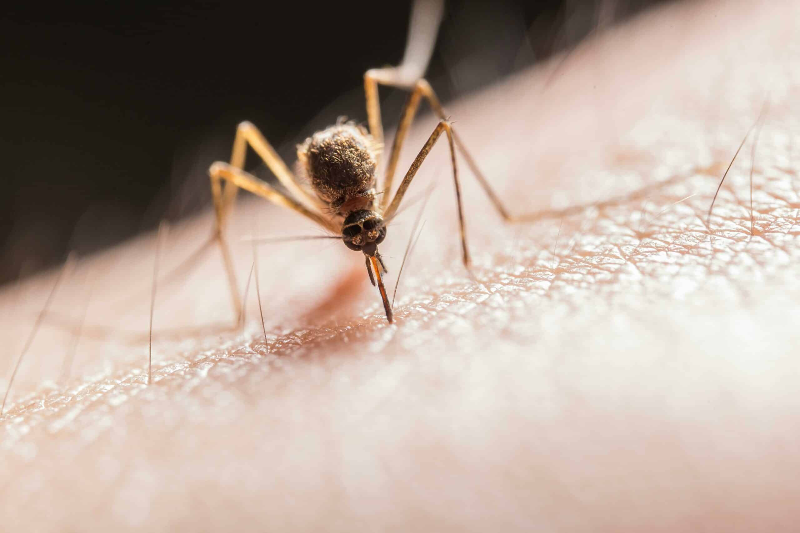 Ξεκινούν δράσεις προστασίας από τρωκτικά και έντομα στην Αγ. Παρασκευή Ξεκινούν δράσεις προστασίας από τρωκτικά και έντομα στην Αγ. Παρασκευή