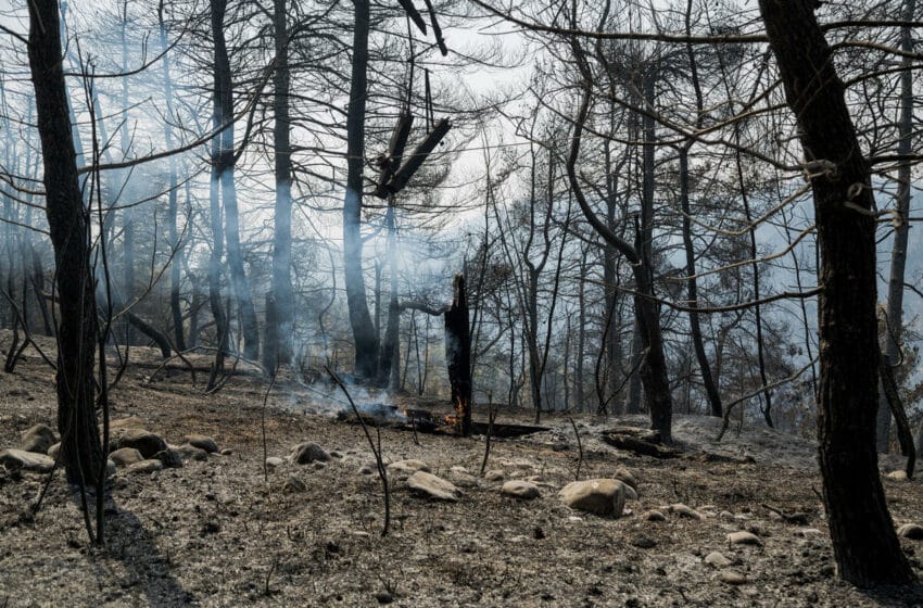  Ουσιαστικά μέτρα για να ξαναγίνουν δάση τα δάση μας, λένε συλλογικότητες