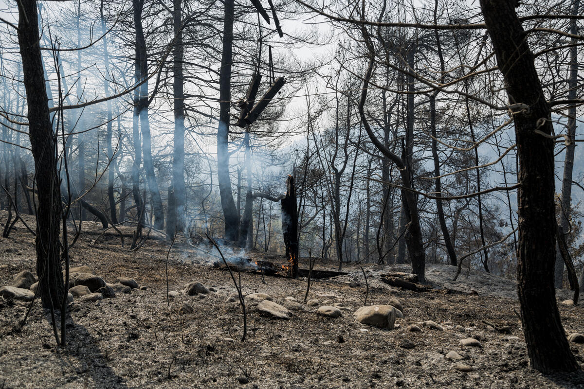 Ουσιαστικά μέτρα για να ξαναγίνουν δάση τα δάση μας, λένε συλλογικότητες
