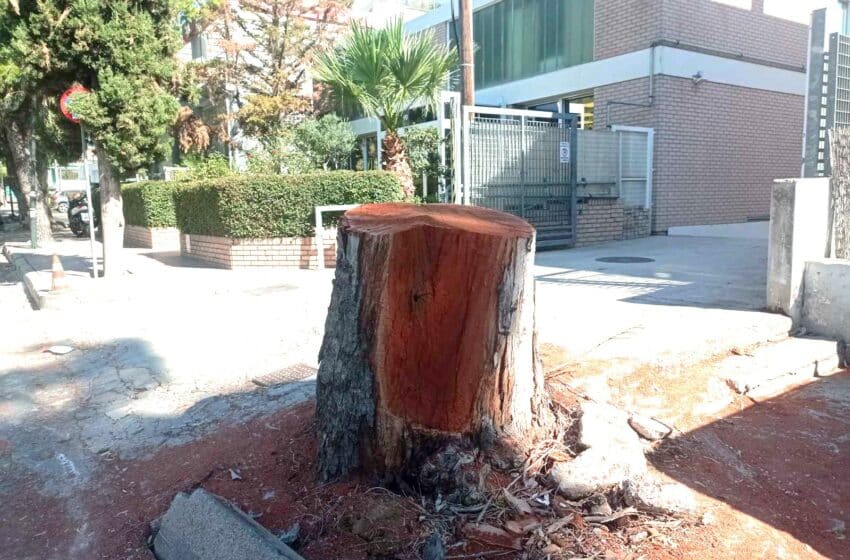  Κόβουν συνεχώς δένδρα στη Μεταμόρφωση!