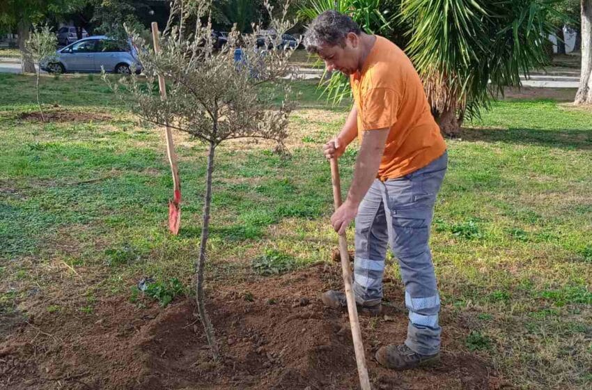  8 νέες ελιές φυτεύτηκαν στο Ηλιακό Χωριό