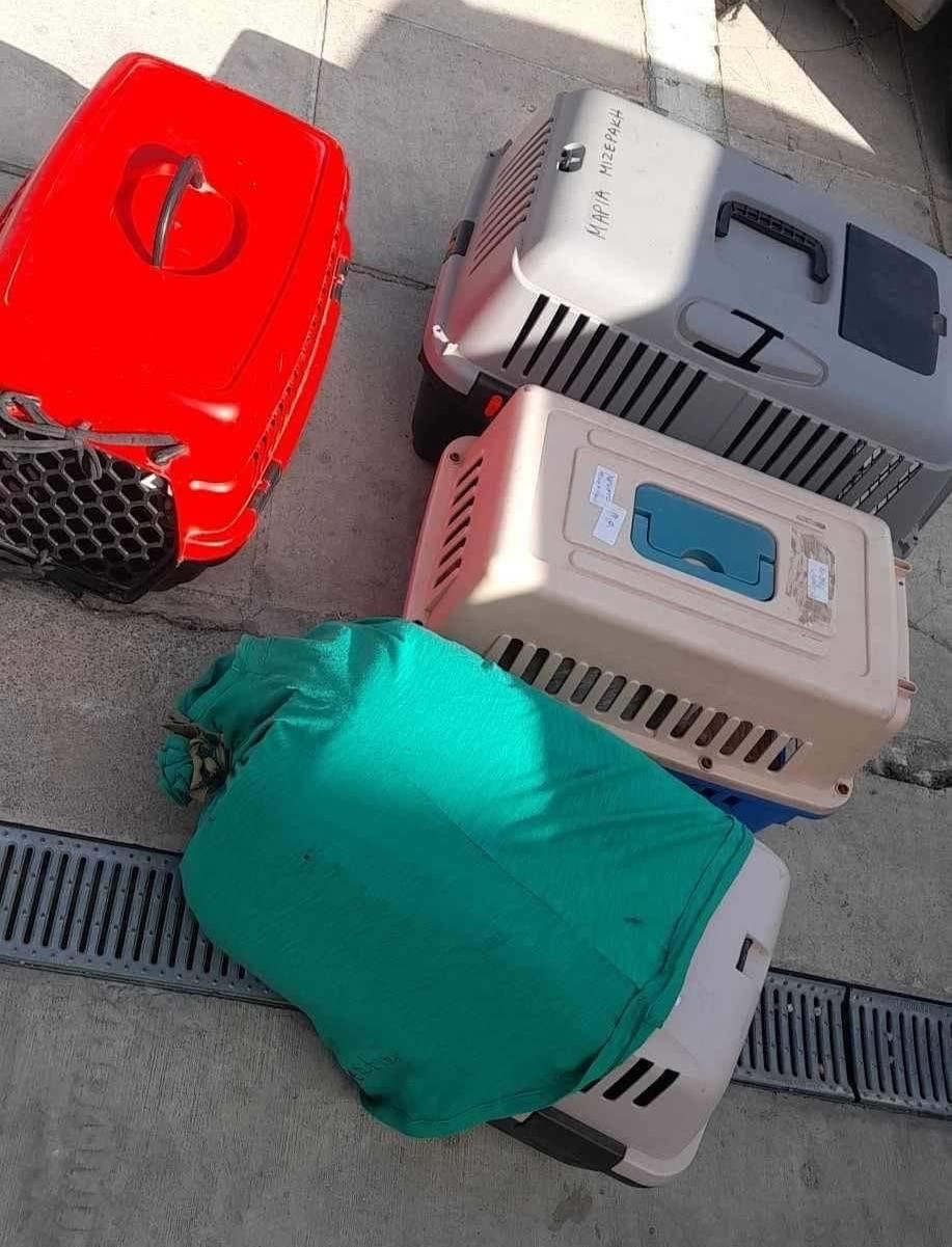 Πρόγραμμα Κτηνιατρικών Υπηρεσιών σε αδέσποτα ζώα - στειρώσεις και εξυγίανση των γατο-αποικιών