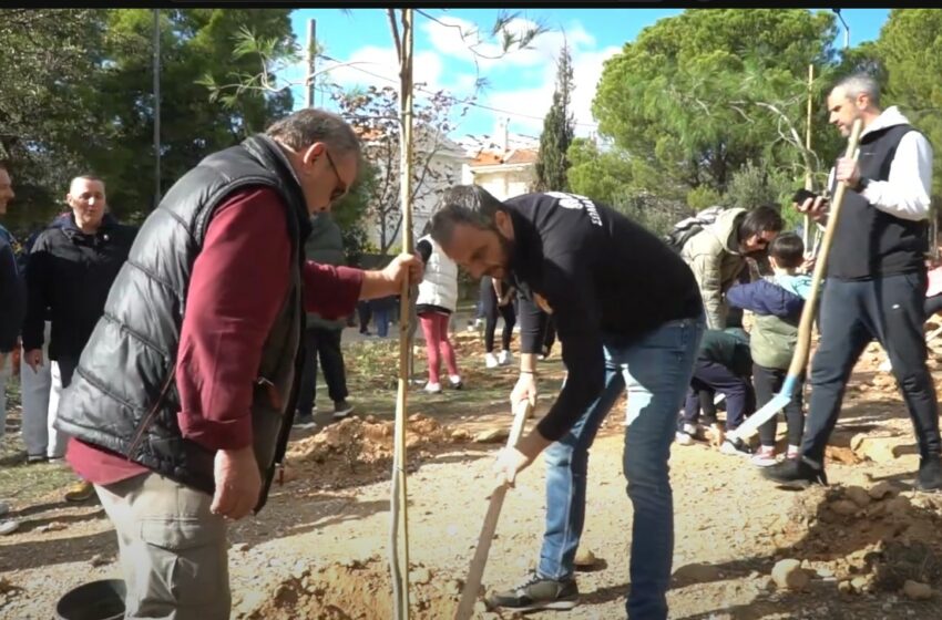  Και νέα δενδροφύτευση στα Βριλήσσια. Έχουν φυτέψει πάνω από 1.000 δένδρα