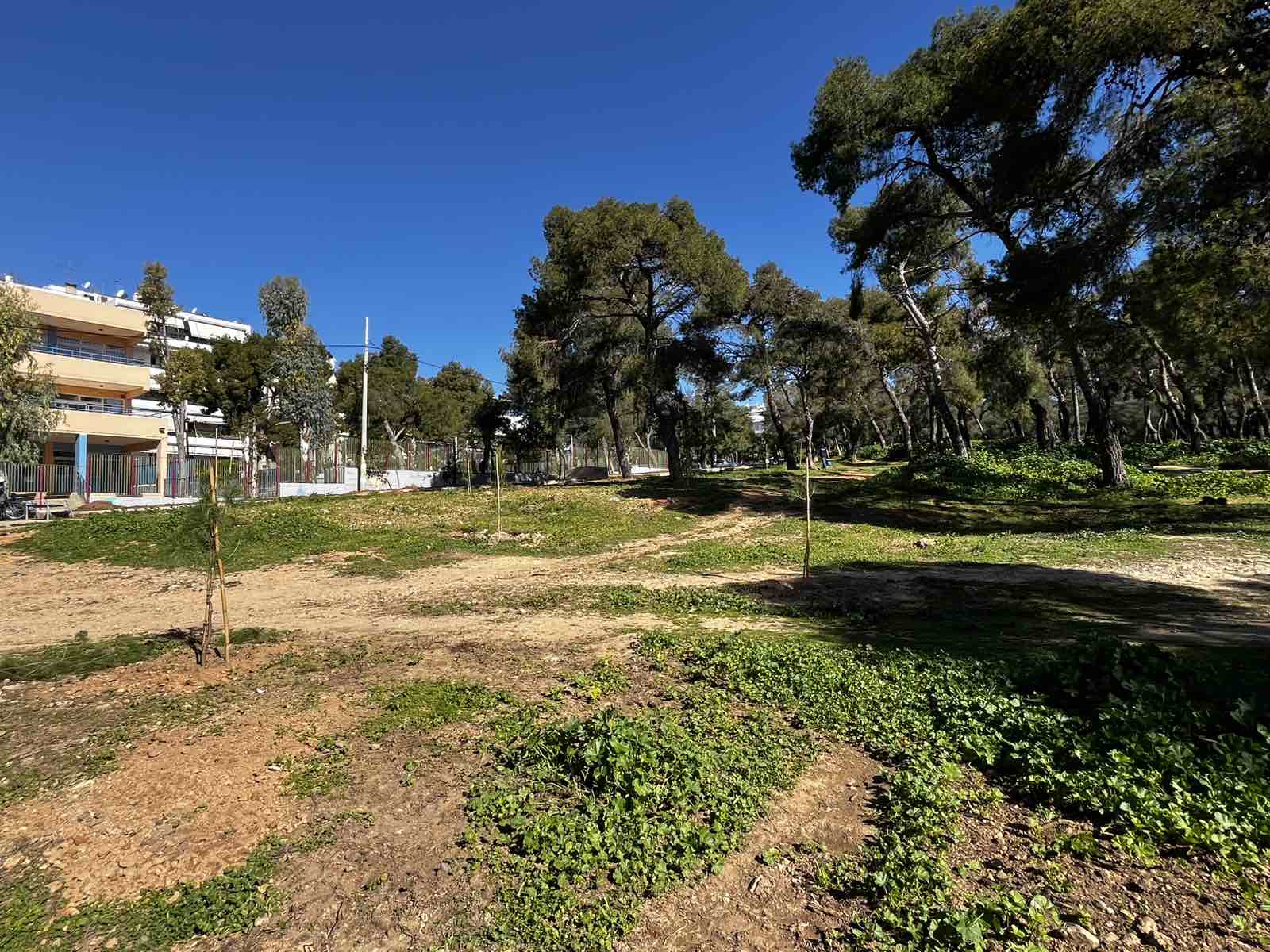 Νέα δενδροφύτευση στο δάσος Μορέλλα στην Πεύκη