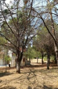 Κίνηση Πολιτών Ηρακλείου: Έκανε τελικά μήνυση ο κ. Τσουλουχάς για τις κοπές δέντρων;