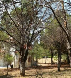 Κίνηση Πολιτών Ηρακλείου: Έκανε τελικά μήνυση ο κ. Τσουλουχάς για τις κοπές δέντρων;