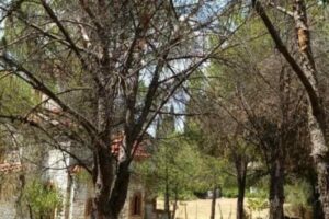 Κίνηση Πολιτών Ηρακλείου: Έκανε τελικά μήνυση ο κ. Τσουλουχάς για τις κοπές δέντρων;