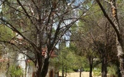 Κίνηση Πολιτών Ηρακλείου: Έκανε τελικά μήνυση ο κ. Τσουλουχάς για τις κοπές δέντρων;
