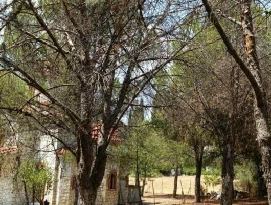 Κίνηση Πολιτών Ηρακλείου: Έκανε τελικά μήνυση ο κ. Τσουλουχάς για τις κοπές δέντρων; Κίνηση Πολιτών Ηρακλείου: Έκανε τελικά μήνυση ο κ. Τσουλουχάς για τις κοπές δέντρων;