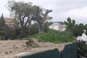 Αυστηρή παρέμβαση του Δήμου Νέας Ιωνίας για την προστασία των δέντρων: Απαγορεύονται οι κοπές από ιδιώτες