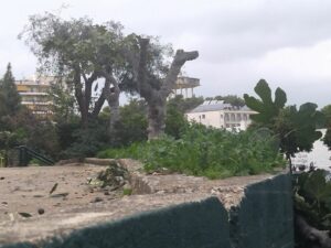 Αυστηρή παρέμβαση του Δήμου Νέας Ιωνίας για την προστασία των δέντρων: Απαγορεύονται οι κοπές από ιδιώτες