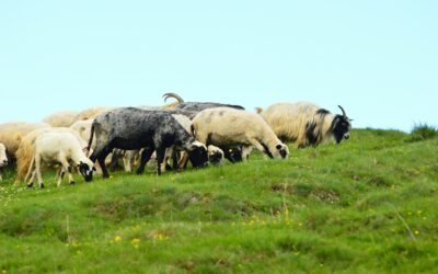Πάνω από 430.000 ζώα έχουν θανατωθεί για την ευλογιά των αιγοπροβάτων – 80 νέα κρούσματα σε μία εβδομάδα