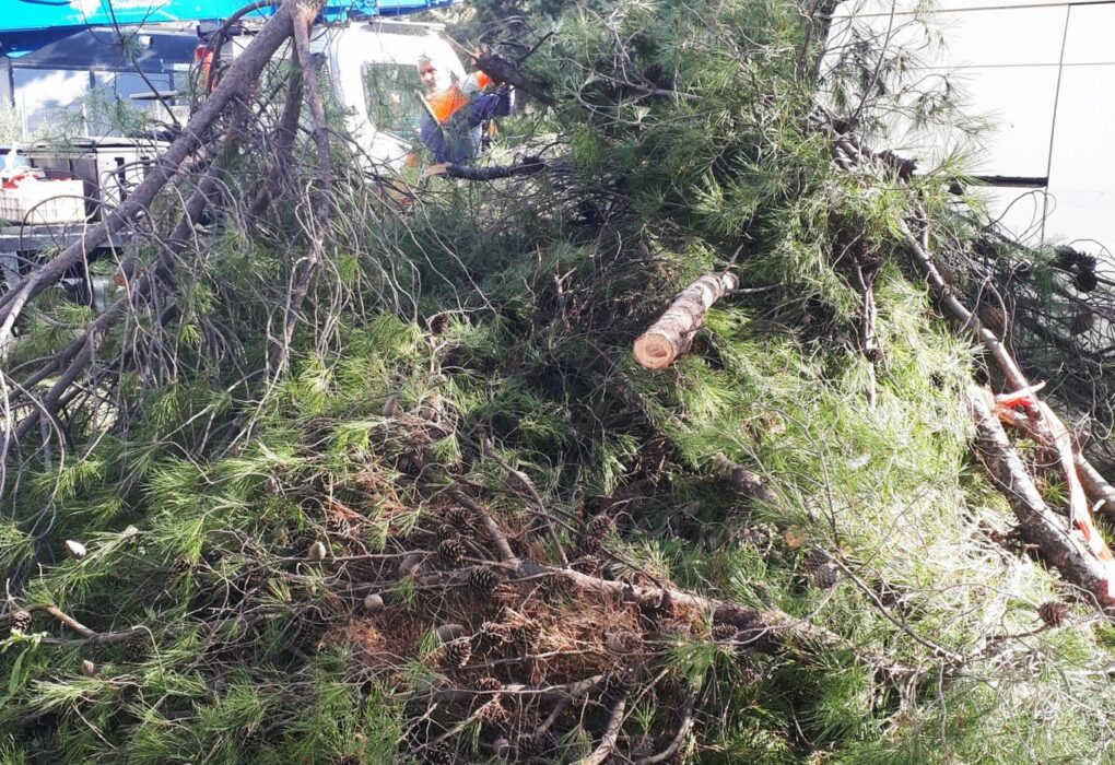 «Κλάδεψαν 30 υγιή πεύκα στο αλσύλλιο του Αγίου Στεφάνου», καταγγέλλει η Κίνηση Πολιτών