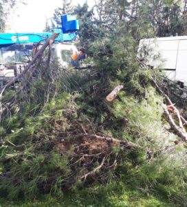 «Κλάδεψαν 30 υγιή πεύκα στο αλσύλλιο του Αγίου Στεφάνου», καταγγέλλει η Κίνηση Πολιτών