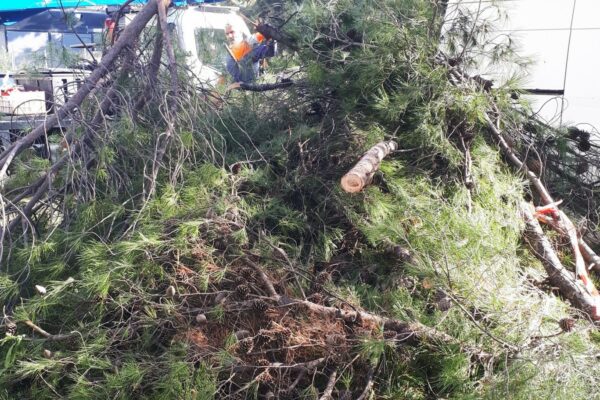 «Κλάδεψαν 30 υγιή πεύκα στο αλσύλλιο του Αγίου Στεφάνου», καταγγέλλει η Κίνηση Πολιτών