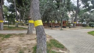 Γιατί τοποθετήθηκαν κίτρινες ταινίες σε δέντρα στη Νέα Ιωνία