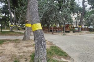 Γιατί τοποθετήθηκαν κίτρινες ταινίες σε δέντρα στη Νέα Ιωνία