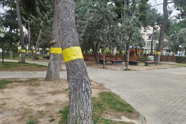 Γιατί τοποθετήθηκαν κίτρινες ταινίες σε δέντρα στη Νέα Ιωνία