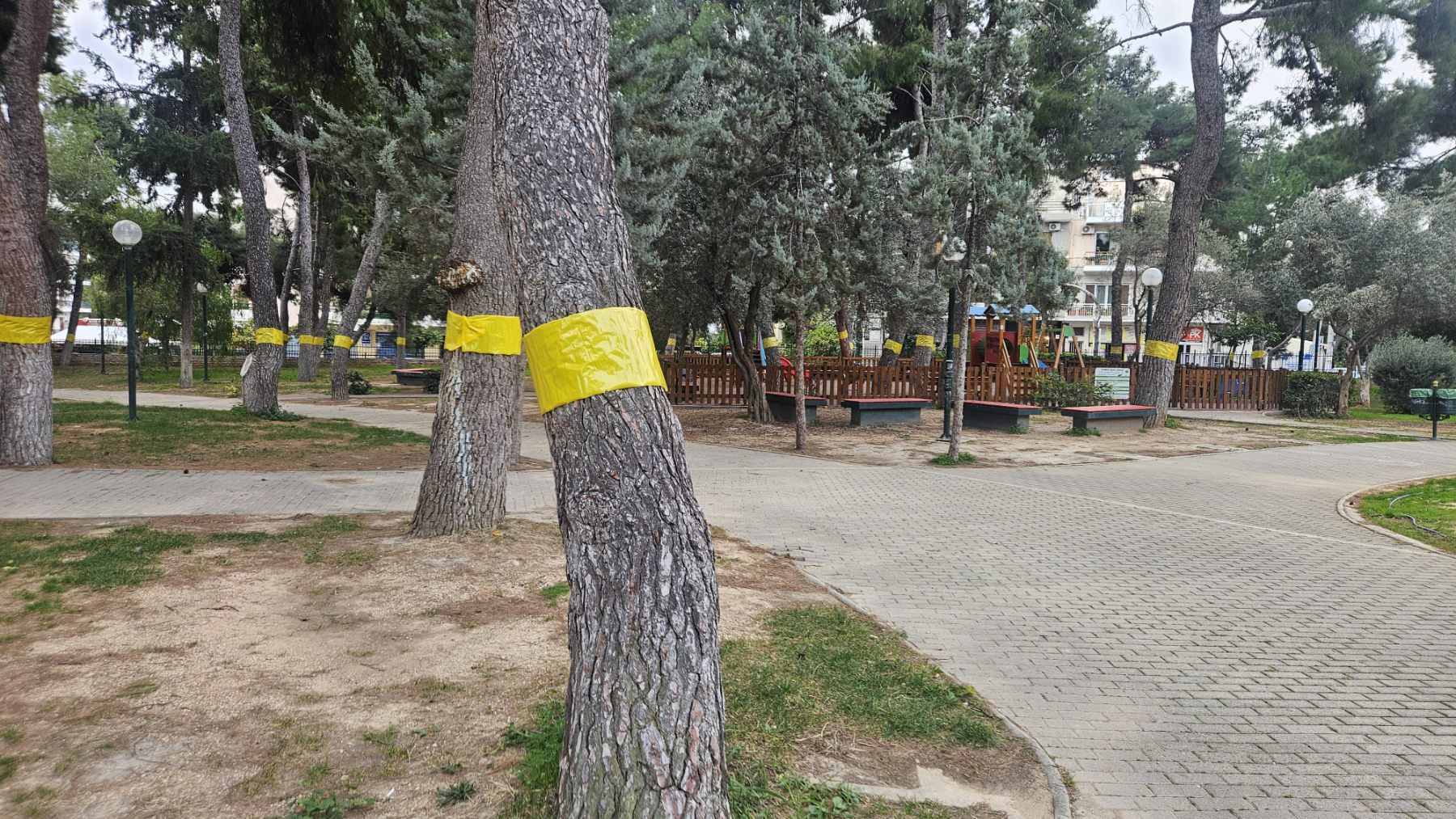 Γιατί τοποθετήθηκαν κίτρινες ταινίες σε δέντρα στη Νέα Ιωνία