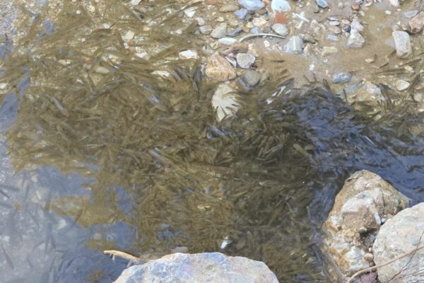 Νέα καταγγελία για σοβαρή ρύπανση του Κηφισού - Ξανά νεκρά ψάρια στο ποτάμι