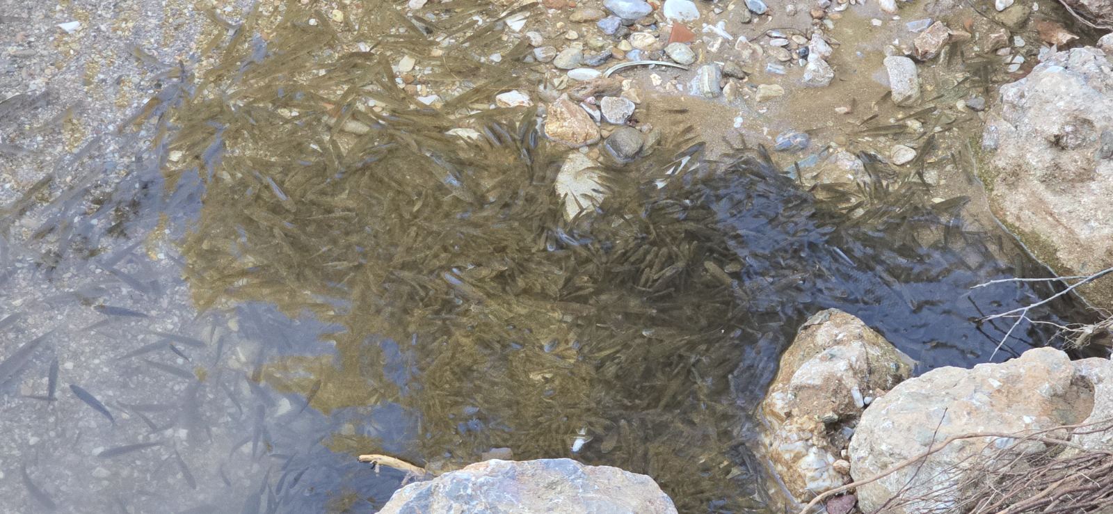 Νέα καταγγελία για σοβαρή ρύπανση του Κηφισού - Ξανά νεκρά ψάρια στο ποτάμι