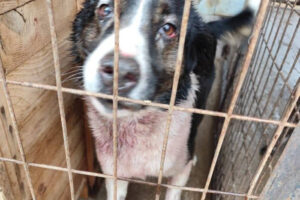 «Τα αδέσποτα παραμένουν αβοήθητα, παρά τις δαπάνες 250.000 ευρώ», λέει η «Δύναμη Ανάπτυξης»