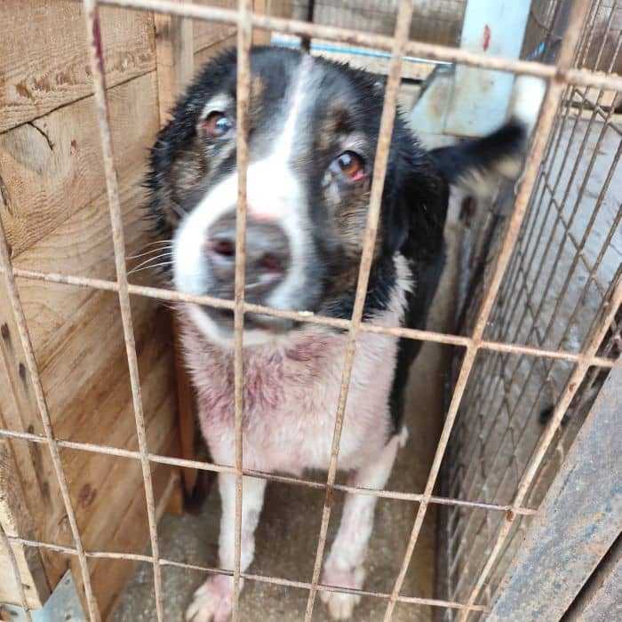 «Τα αδέσποτα παραμένουν αβοήθητα, παρά τις δαπάνες 250.000 ευρώ», λέει η «Δύναμη Ανάπτυξης»